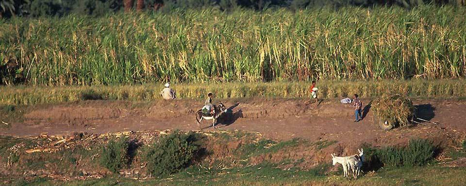 The crops - Egypt