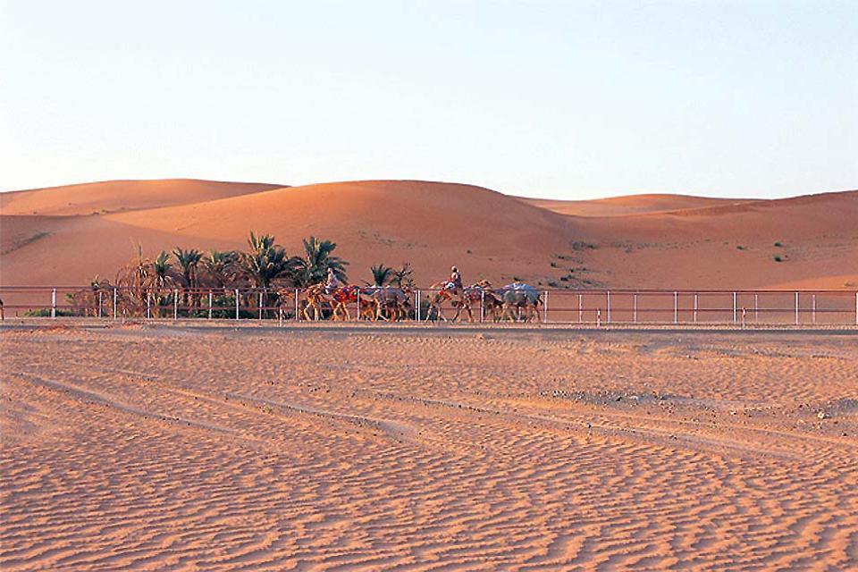 L'oasis d'Al-Aïn , Courses de chameaux , Dubaï et les Emirats