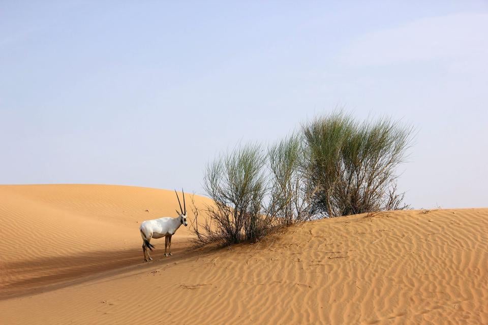 La réserve de Sir Bani Yas , La réserve de Sir Bani Yas, Émirats Arabes , Emirats Arabes Unis
