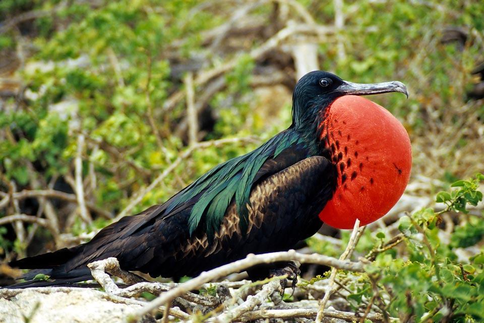 Fauna y flora de las costas - Ecuador y Galápagos
