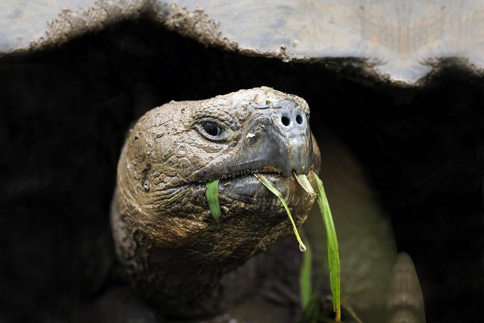 Die Galapagos-Schildkröten - Ecuador und Galapagos-Inseln