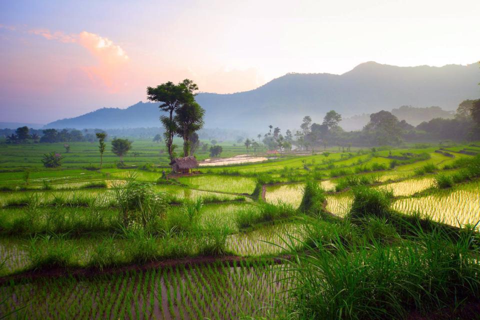 Asie, Indonésie, Bali, rizière, riz, terrasse, arbre,