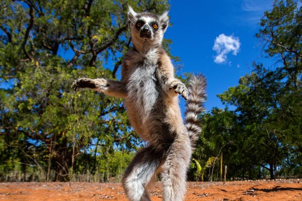 Travel to Madagascar - Discover Madagascar with Easyvoyage