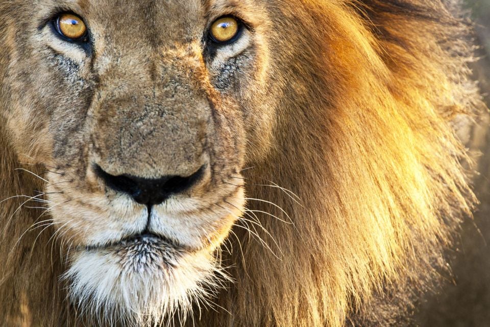 Afrique, afrique du Sud, faune, animal, mammifère, lion, kruger, parc
