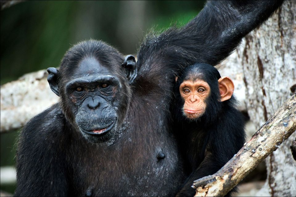 Afrique, chimpanzé, mère, bébé, mangrove