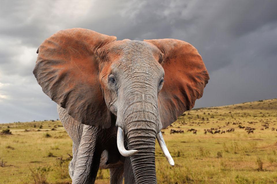 Botswana, afrique, savane, animal, faune, mammifère, pachyderme, éléphant