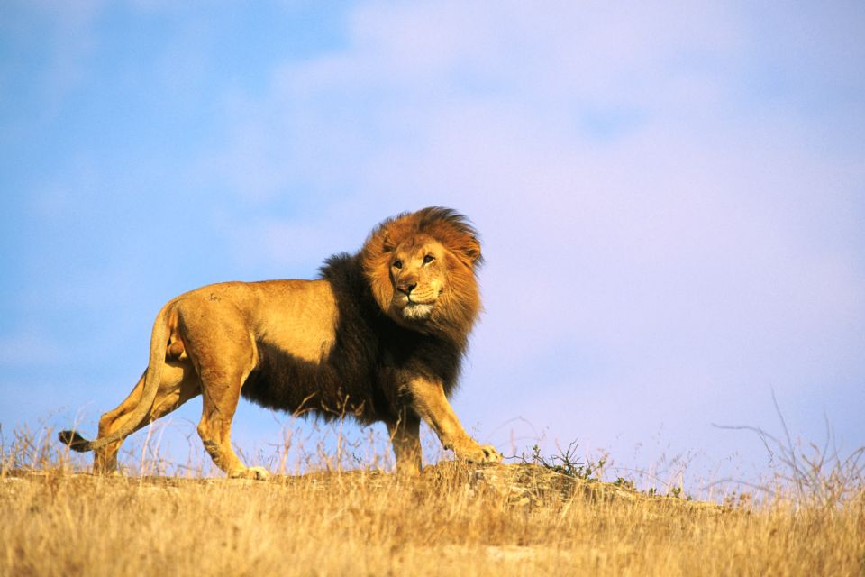 afrique, republique, centrafricaine, lion; faune; sauvage; animal