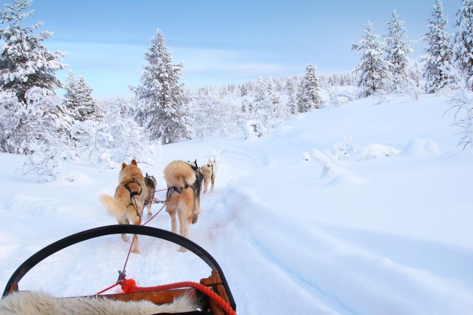 course, huski, chiens, traineau, neige, europe, finlande