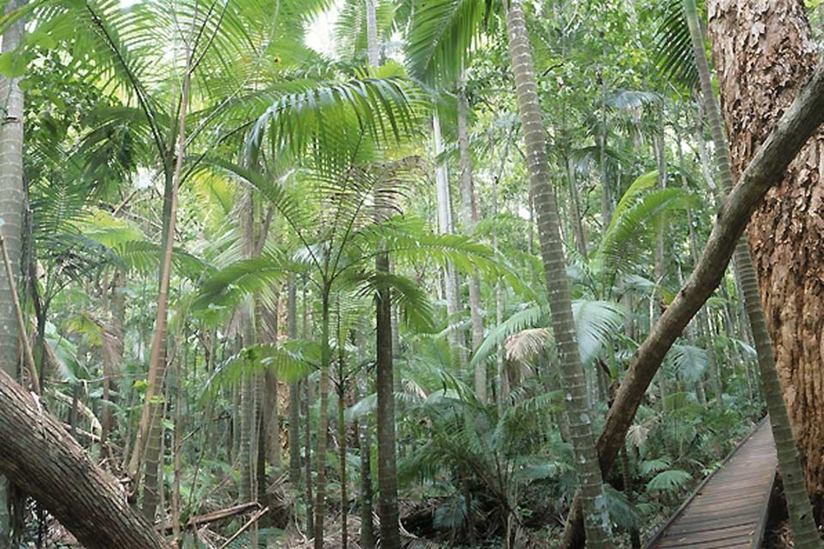 Die Wälder von Queensland gehören zu den dichtesten der Welt.