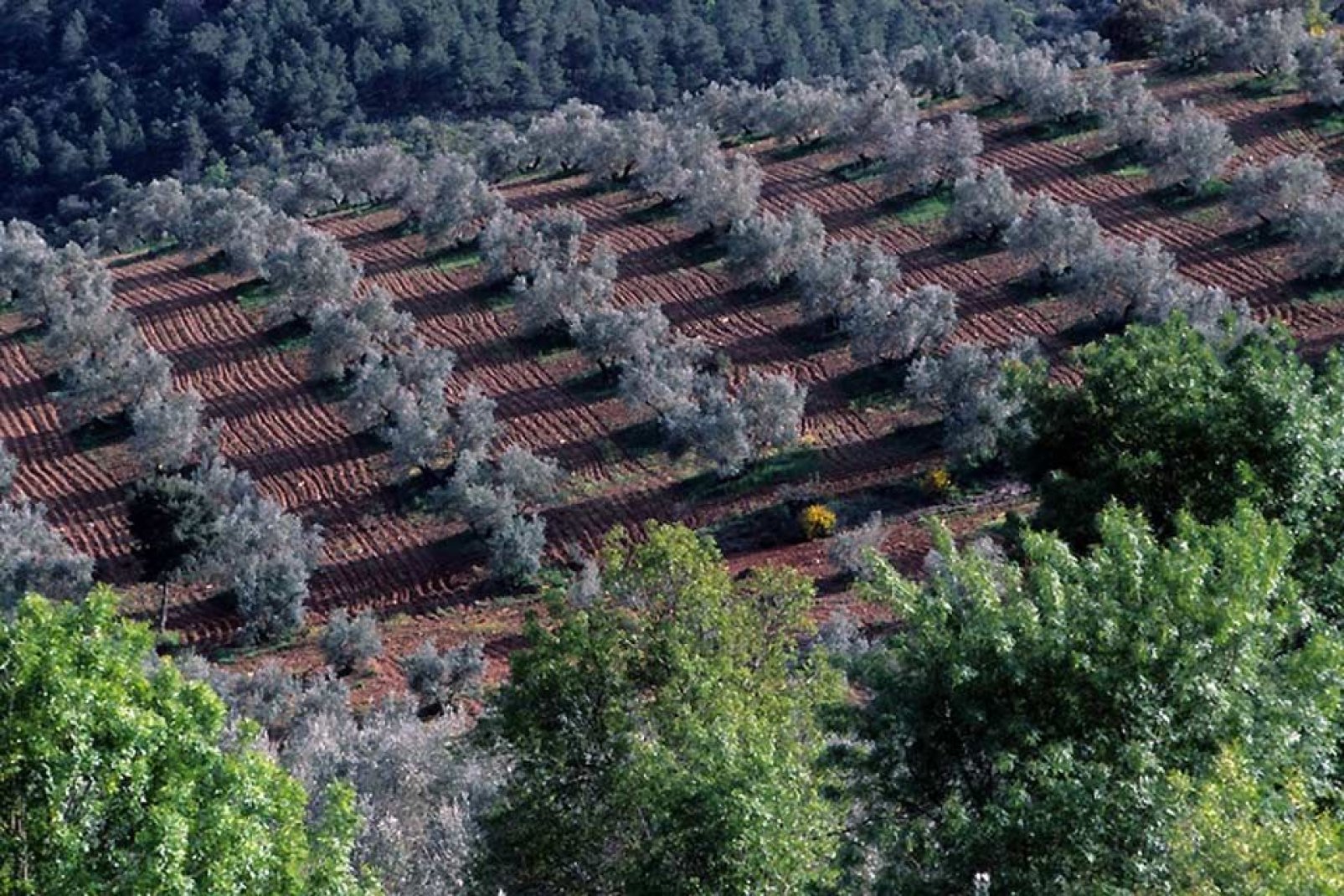 Nella catena di montagne della Sierra Morena nel sud della Spagna, possono essere coltivati soltanto gli uliveti, resistenti come le radici delle viti.