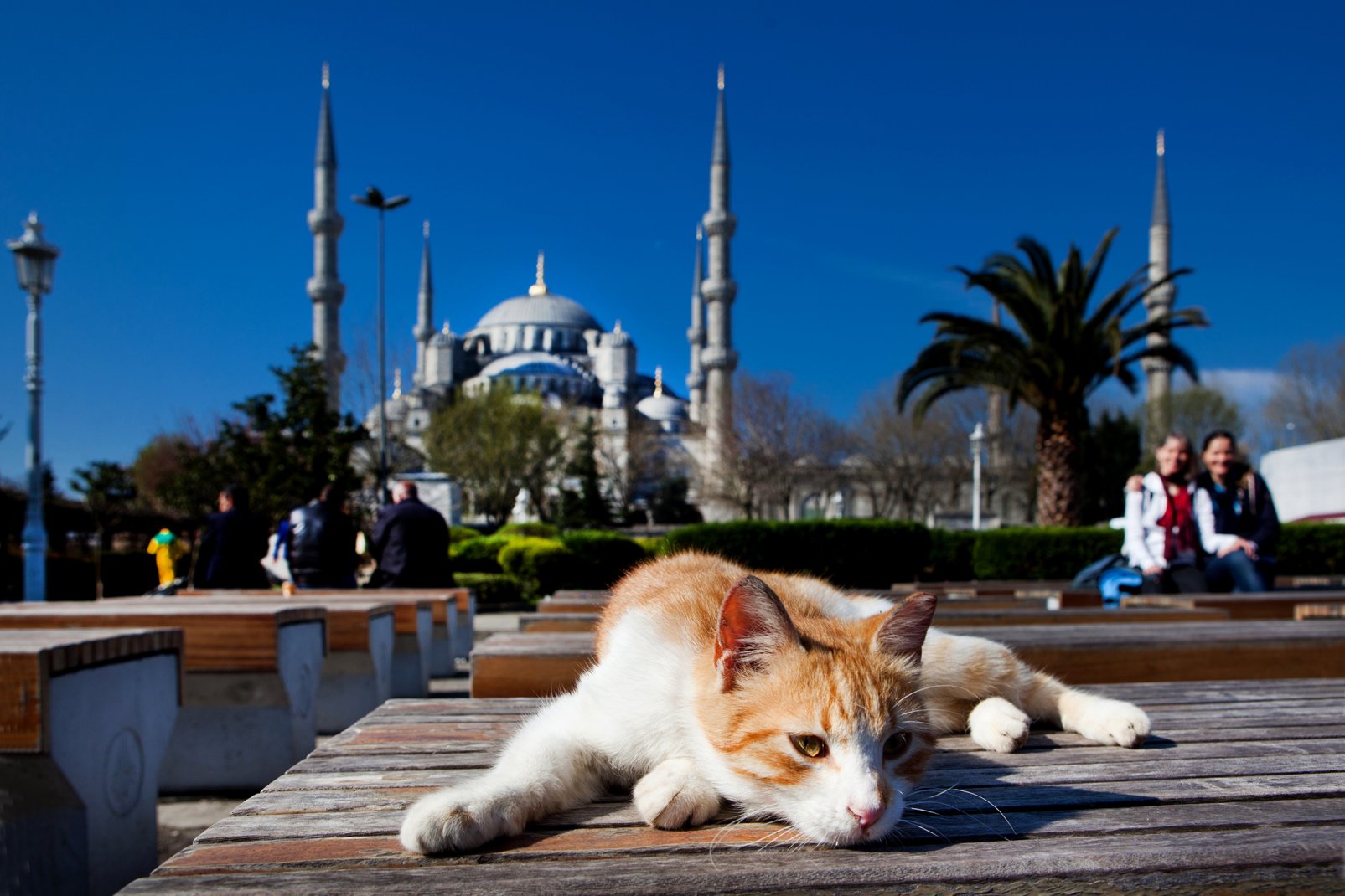 Con la moschea di Santa Sofia è il monumento più importante della capitale turca: da non perdere.