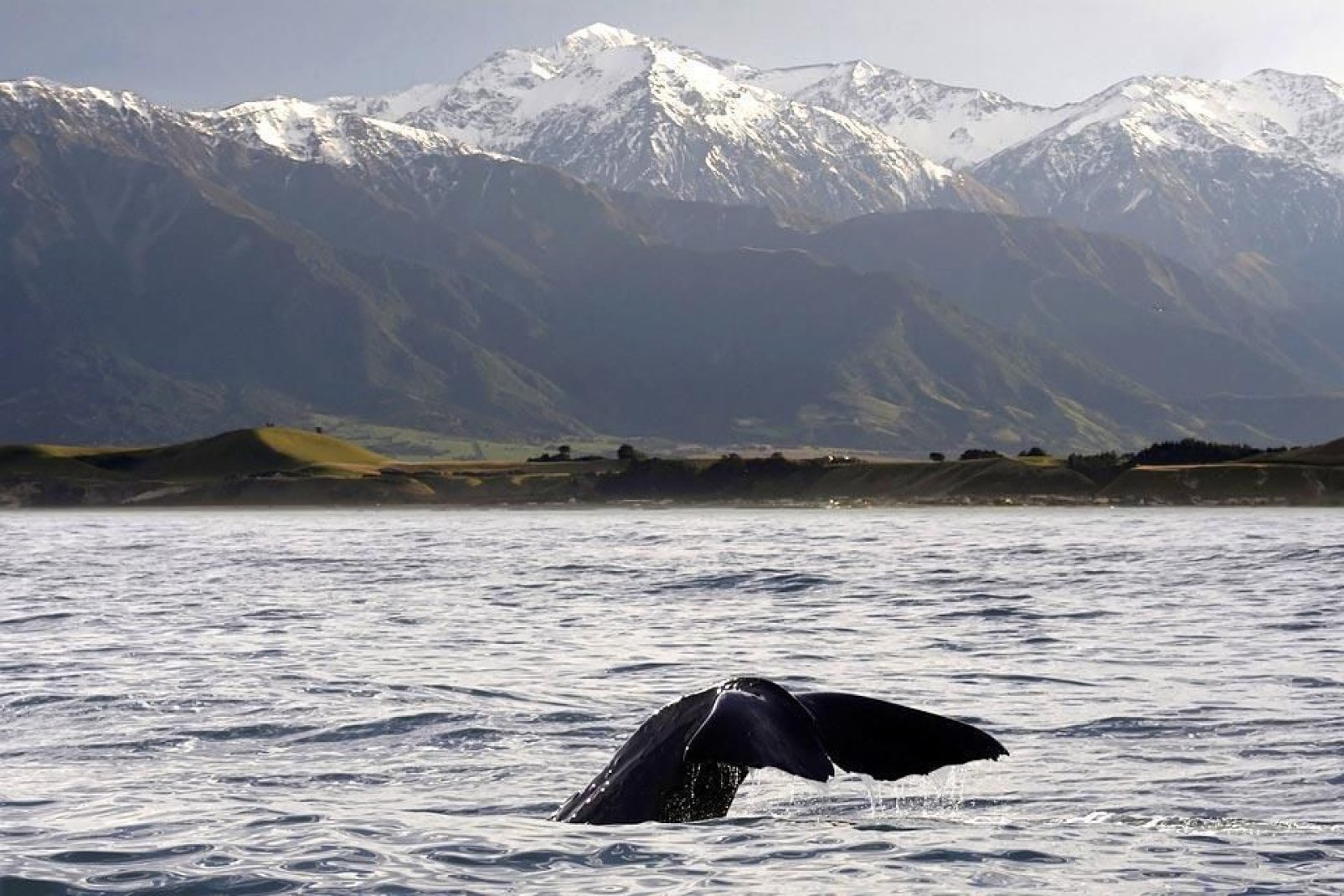 You can observe whales in their natural habitat while out on a boat excursion.