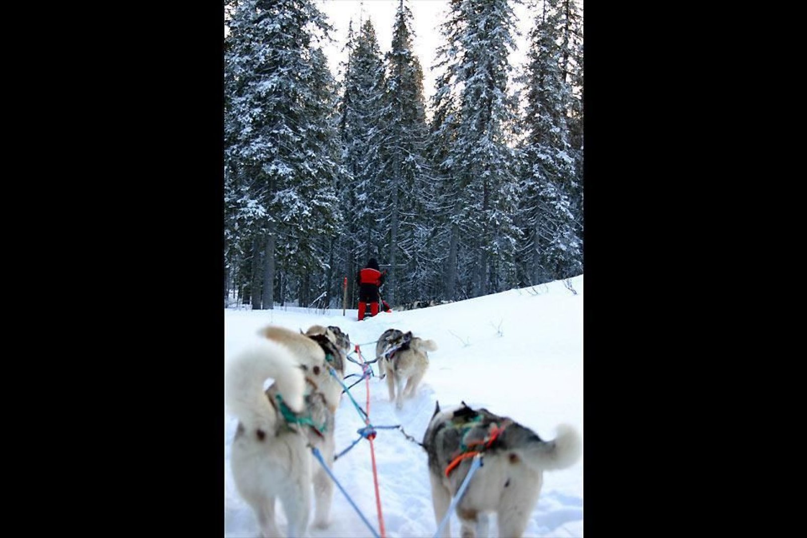 Il est possible de rejoindre le célèbre hôtel de glace de Kemi, le château de glace, en chiens de traîneaux. Une randonnée inoubliable.