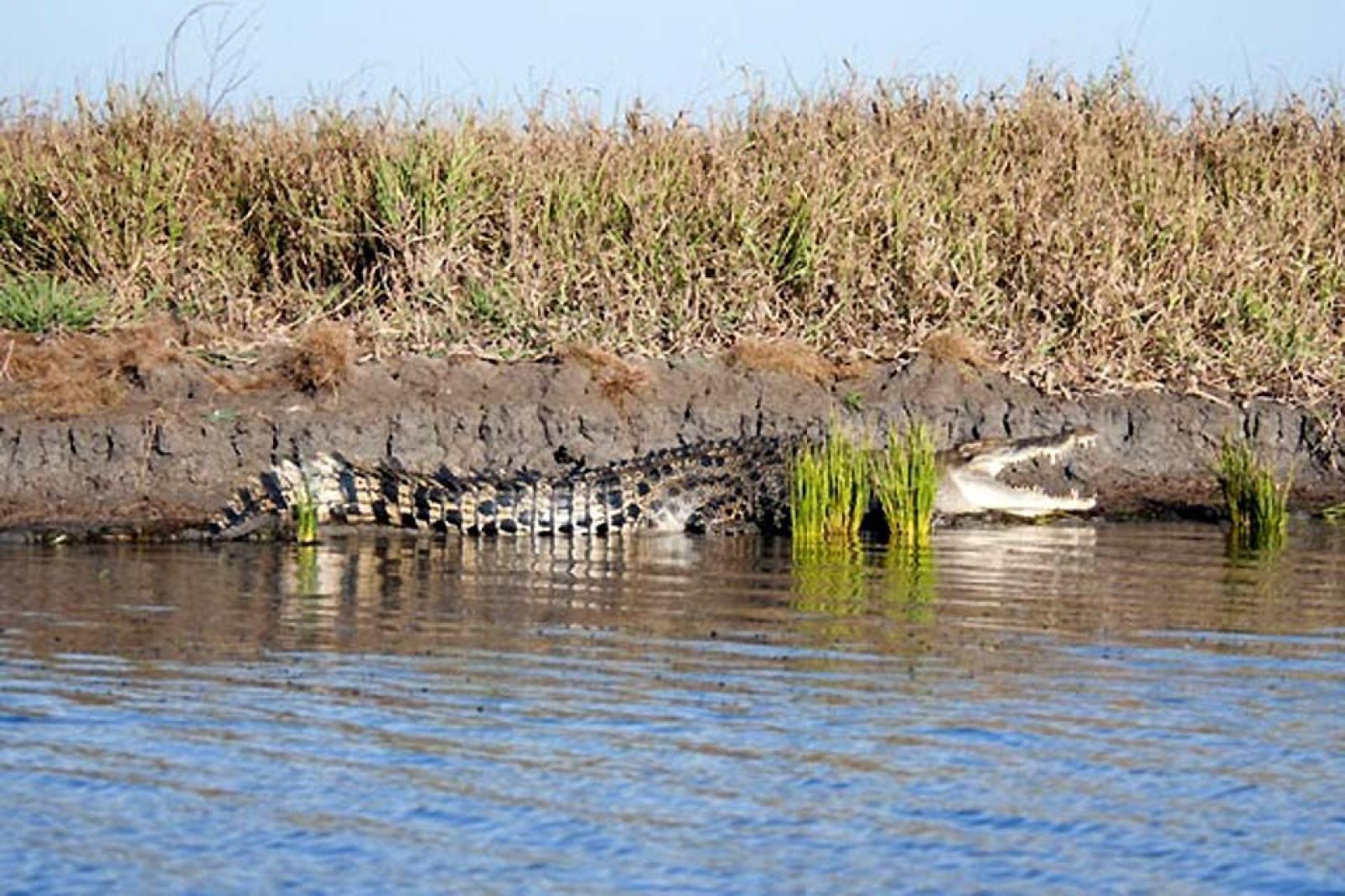 Das Krokodil gehört zu den gefährlichsten Tierarten. In Südafrika ist es weit verbreitet.