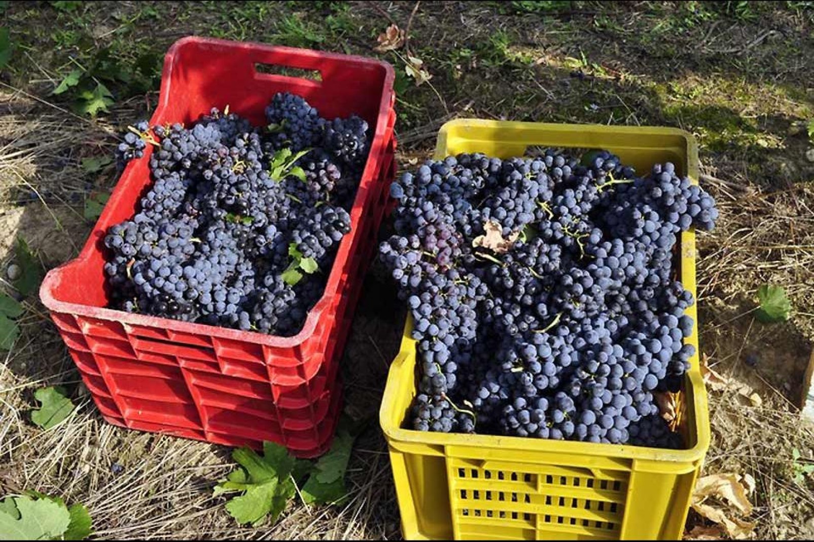 Der Weinanbau ist der wichtigste landwirtschaftliche Zweig von Brescia.