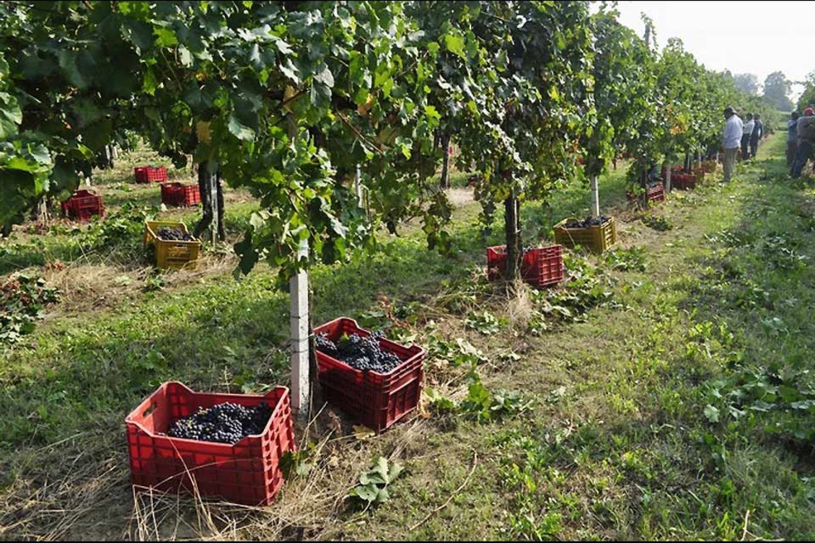 In Brescia werden heute ein DOCG-Wein (kontrollierte Herkunftsbezeichnung und Garantie), der Franciacorta, acht DOC-Weine (kontrollierte Herkunftsbezeichnung) und sechs IGT (Landweine) hergestellt.