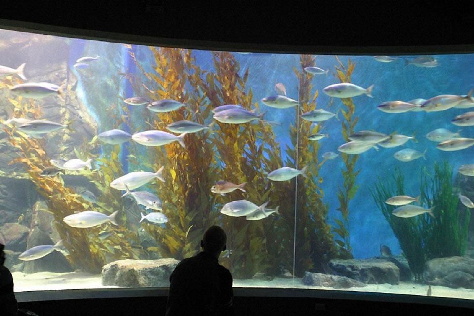 Dieses öffentliche Aquarium befindet sich im Zentrum von Melbourne.
