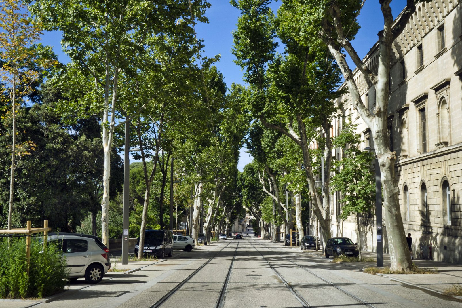 A l'ombre des arbres, le boulevard Henri IV marque la frontière entre la Cathédrale Saint-Pierre (et la faculté de médecine) avec le jardin botanique.