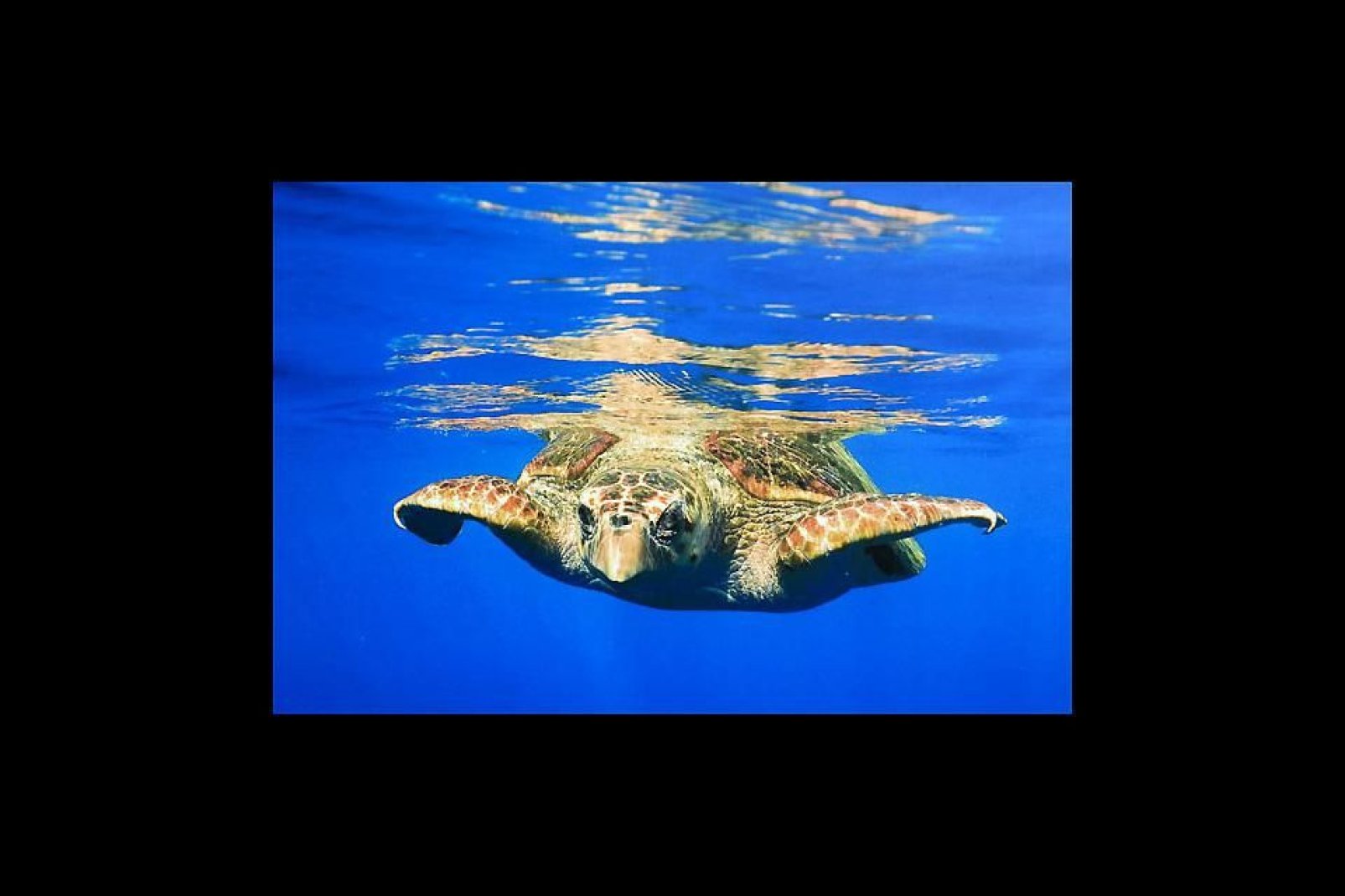 Es un ecomuseo donde se puede observar cómo viven las tortugas marinas y los tiburones en grandes piscinas al aire libre. Ayuda a conservar muchas especies amenazadas