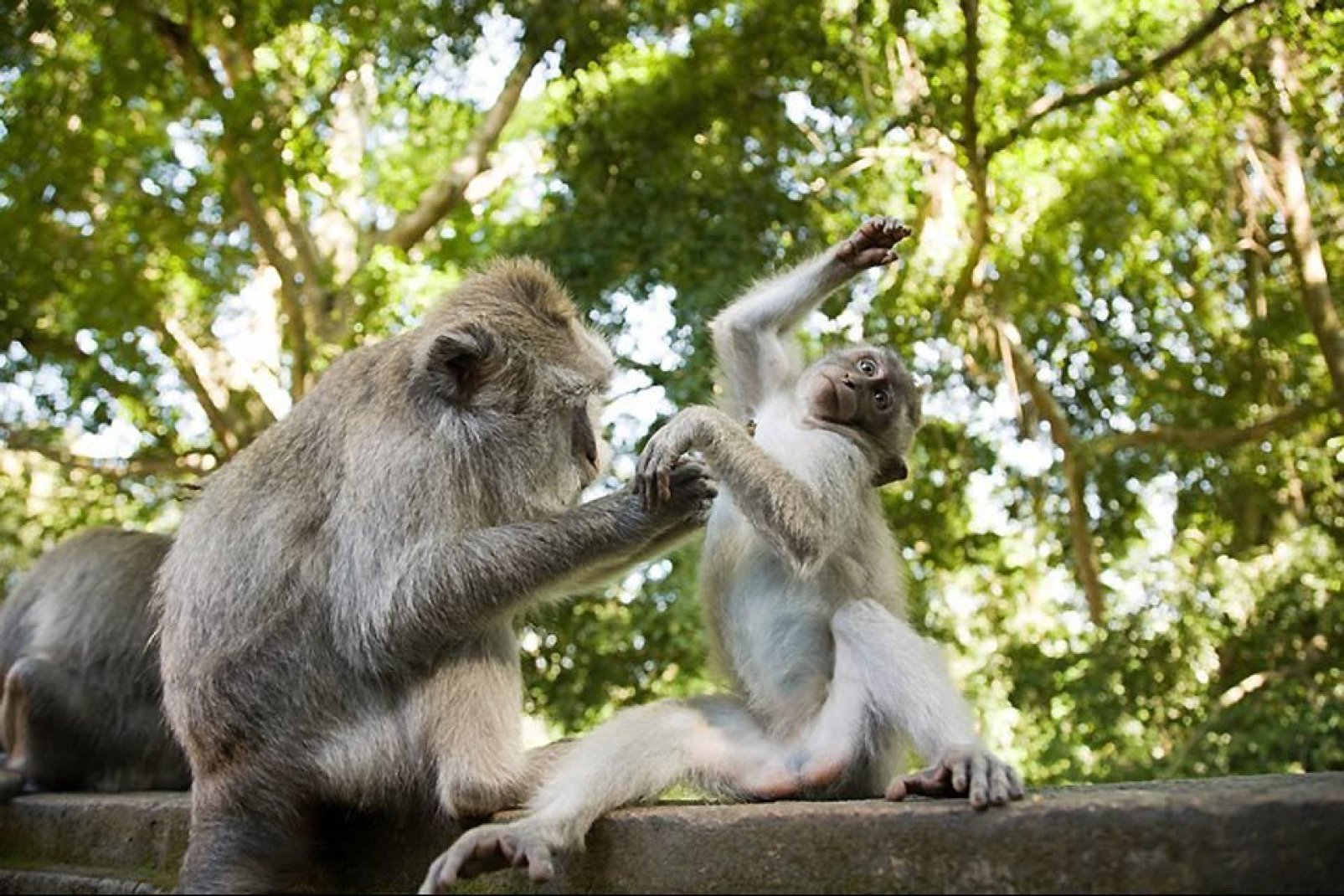 Au sud d'Ubud se trouve la forêt sacrée peuplée de macaques, dangereux chapardeurs.