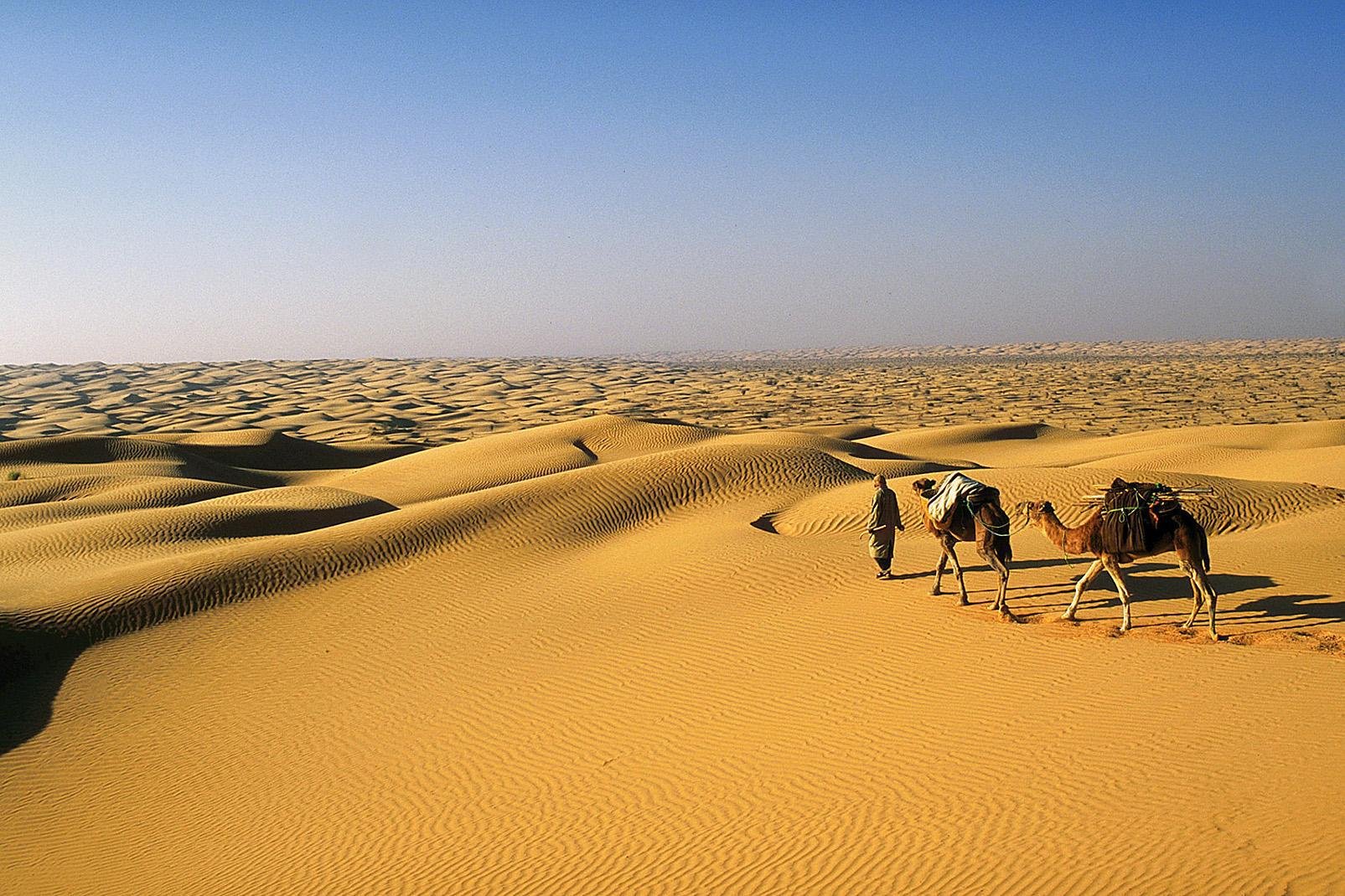 Au sud de la Tunisie, Douz est une oasis surnommée la " porte du Sahara ", entourée des superbes dunes de sable blanc et fin du Nefzaoua. Cette ville de 27 000 habitants est située à 488 kilomètres au sud de Tunis. Ses habitants sont essentiellement des Mrazig, des immigrants arabes de la tribu de Banu Sulaym arrivés en Tunisie au XIIe siècle. C'est d'ici que partent les méharées dans  le ...