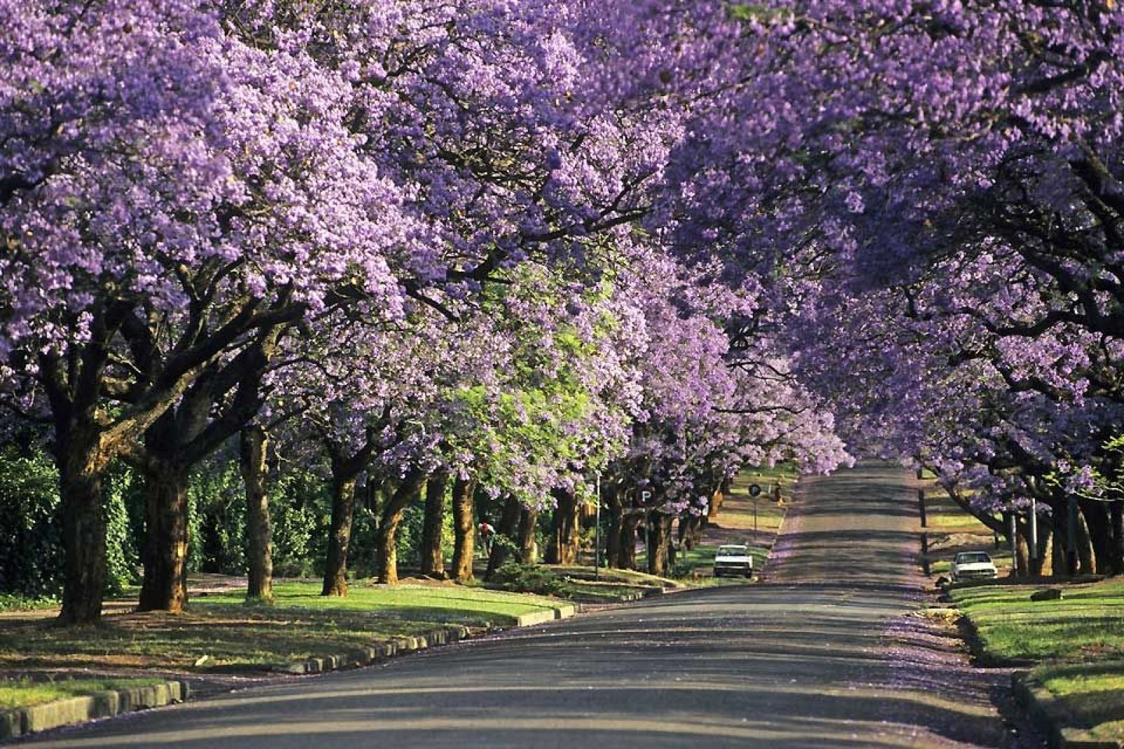 Pretoria recibe el apodo de la ciudad de los jacarandás, en alusión a los árboles primaverales dotados de flores malvas.