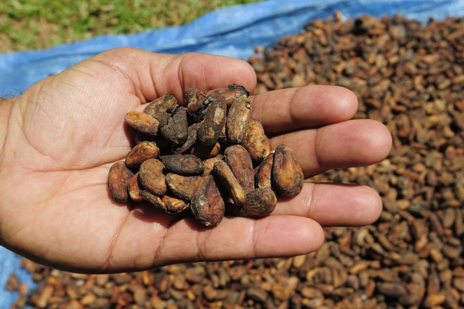 La Repubblica Dominicana è il primo esportatore di cacao biologico del mondo. È possibile visitare una cooperativa e piantagioni di alberi del cacao.