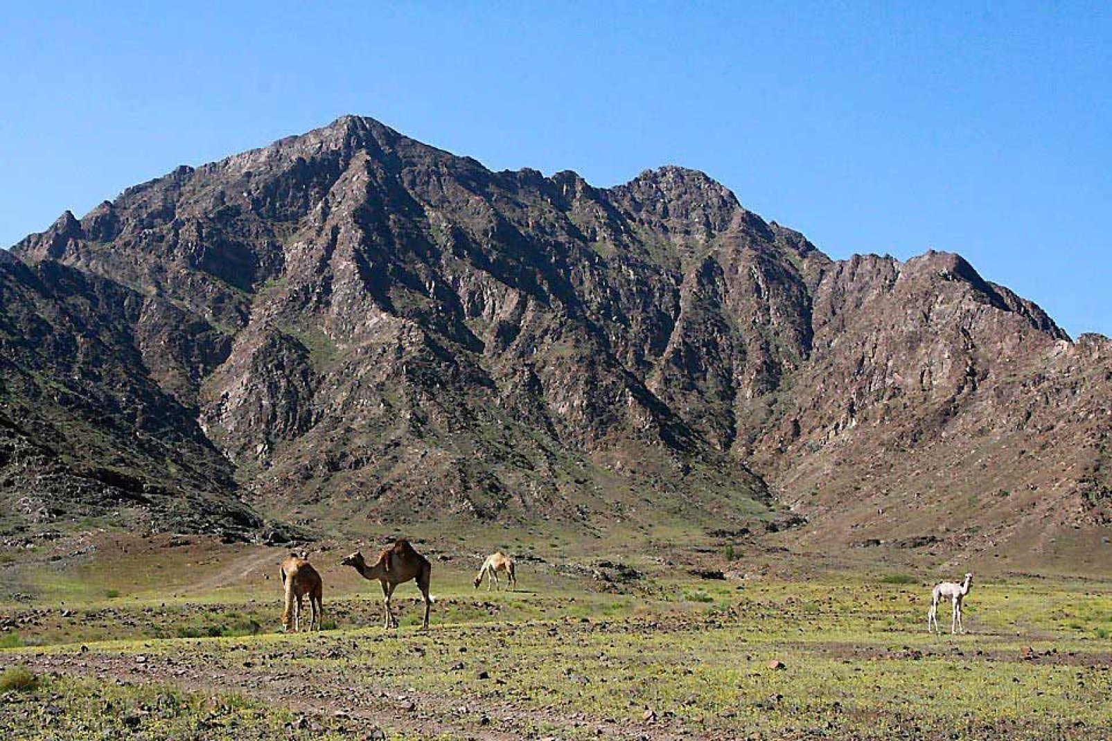 En dirección al este hacia el golfo de Omán, las montañas de Hajar se elevan a 1500 m.