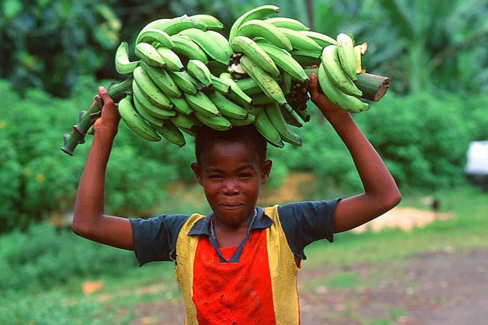 Der Anbau grüner Bananen ist auf Sao Tome weit verbreitet.