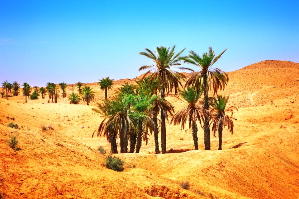 Afrique, Mauritanie, Sahara, désert, palmier, dune, sable,