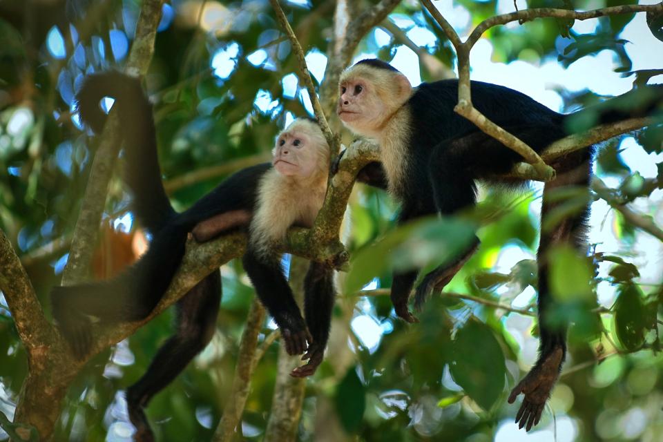 Afrique, République centrafricaine, capucin, primate, cébiné, arbre, 
