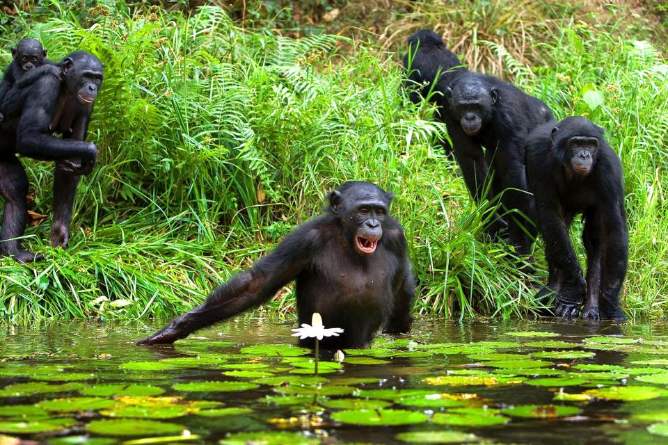 Afrique, République démocratique du Congo, Congo, chimpanzé, primate, fleuve, lac, baignade,
