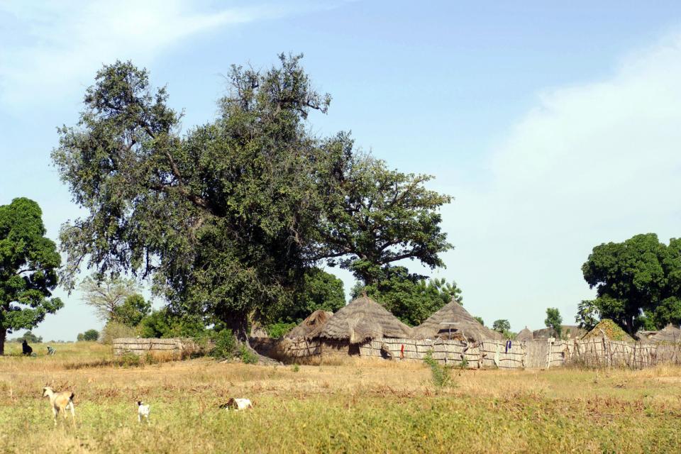 Afrique, Sénégal, Saloum, Siné Saloum, village, hutte, arbre, chèvre,