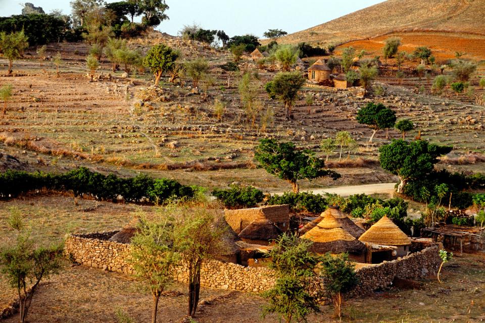 Afrique, Cameroun, village, arbre, végetation, hutte,