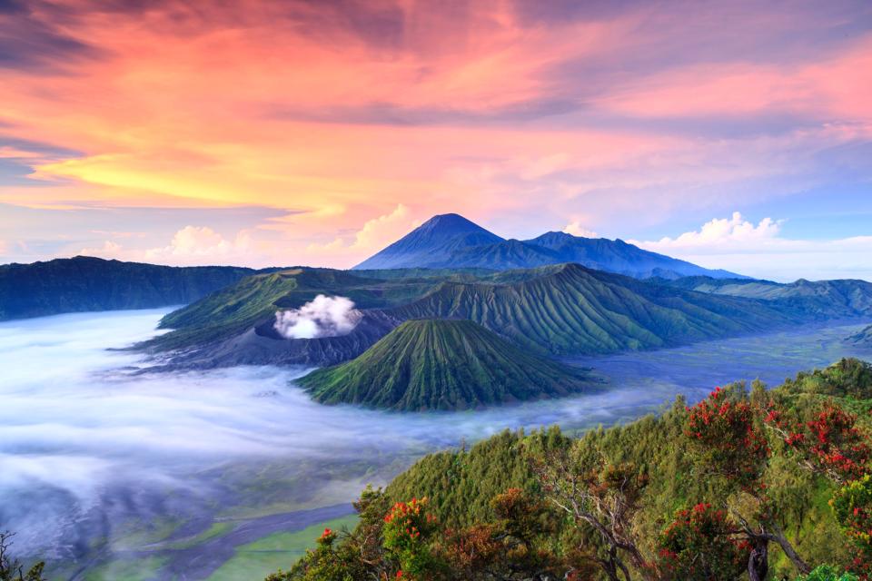 Asie, Indonésie, Java, volcan, Bromo, arbre,