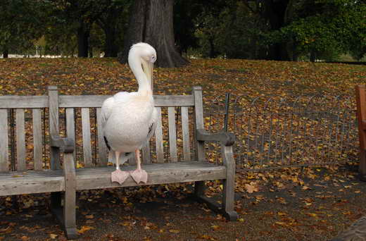 Der Pelikan im St. James Park