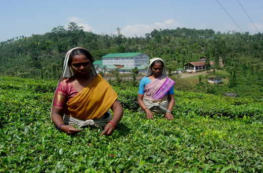 Kerala, ppige Vegetation und Kokospalmen