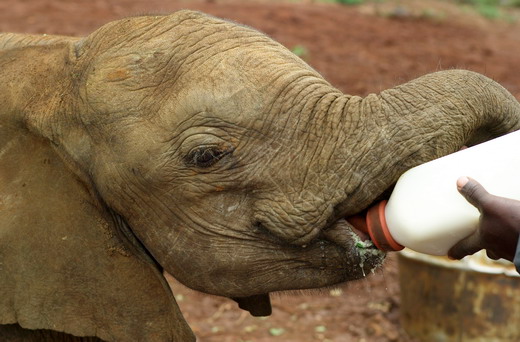 Aufzucht und Auswilderung von Elefanten