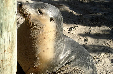 Seal Bay, Begegnung mit den Seelwen