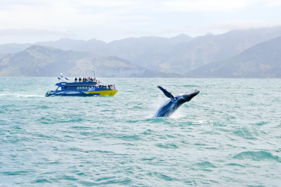 Travel To Kaikoura New Zealand Kaikoura Travel Guide Easyvoyage