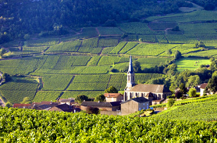 Burgund - Boeuf Bourgignon und Chardonnay genieen