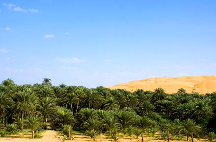 Nachhaltigkeit in Dubai: mit dem Kamel durch die grüne Wüste