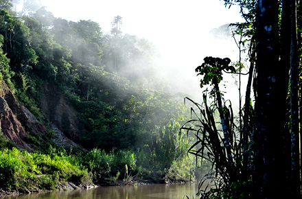Regenwald im Amazonas