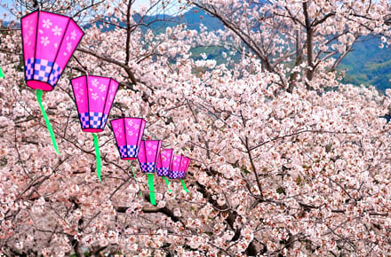 Kirschblüten gucken im Herzen Japans