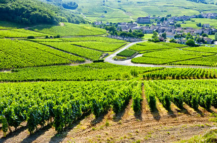 Les Routes des vins de Bourgogne