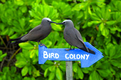 Die Bird Island der Seychellen