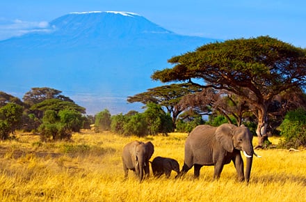 Safari de Noël en Tanzanie