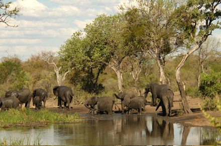 Safaris auf dem Elefantenrcken
