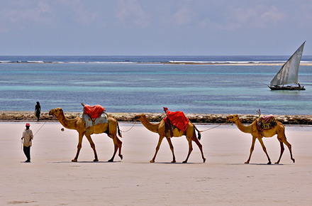 Safari auf dem Rcken eines Kamels